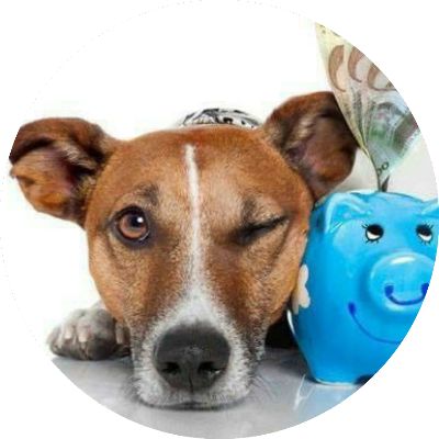 perrito soluciones
